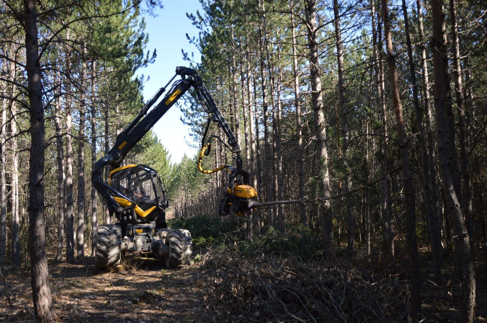Work by Dowdeswell Forestry
